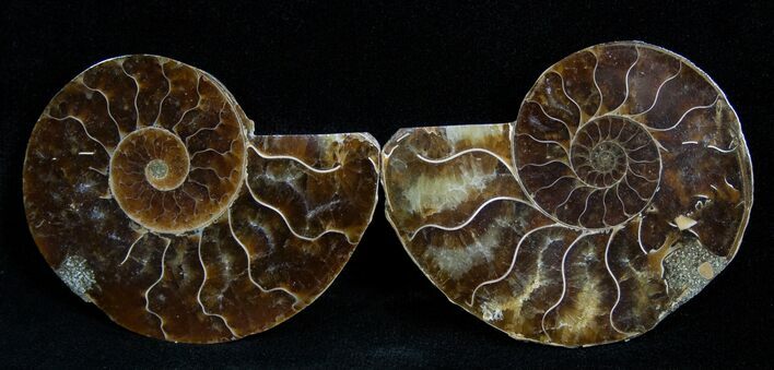 Inch Polished Ammonite (Pair) #1980